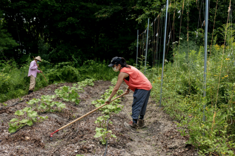 Hermione Zhou (‘21) works in the Bates Garden alongside Tom Twist (Sustainability Manager at Bates College).
