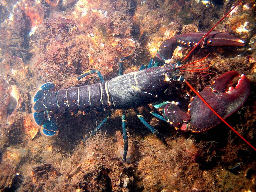 Crayfish - Lake Stewards of Maine