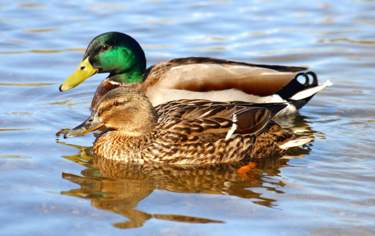 A Love Letter to Our Duck Residents