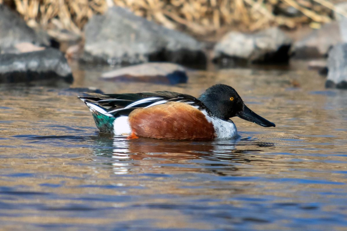 A northern shoveler, an uncommon winter duck visitor to Colorado, paddles in the South Platte River in Littleton, Colo. on Jan. 6. According to the Washington Post, northern shoveler populations are down 19 percent from 2012.
