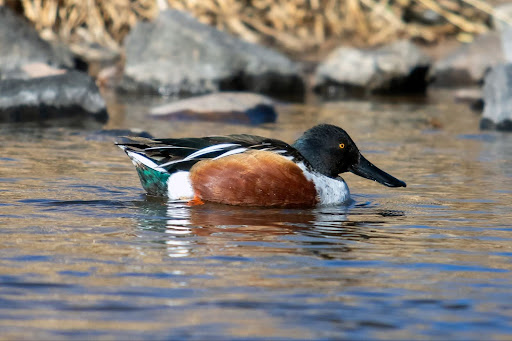 A northern shoveler, an uncommon winter duck visitor to Colorado, paddles in the South Platte River in Littleton, Colo. on Jan. 6. According to the Washington Post, northern shoveler populations are down 19 percent from 2012.
