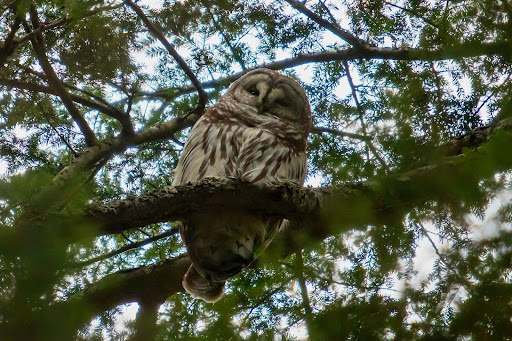 A Barred Owl stares down from a high branch in the icy Thorncrag Bird Sanctuary on Jan. 14.
