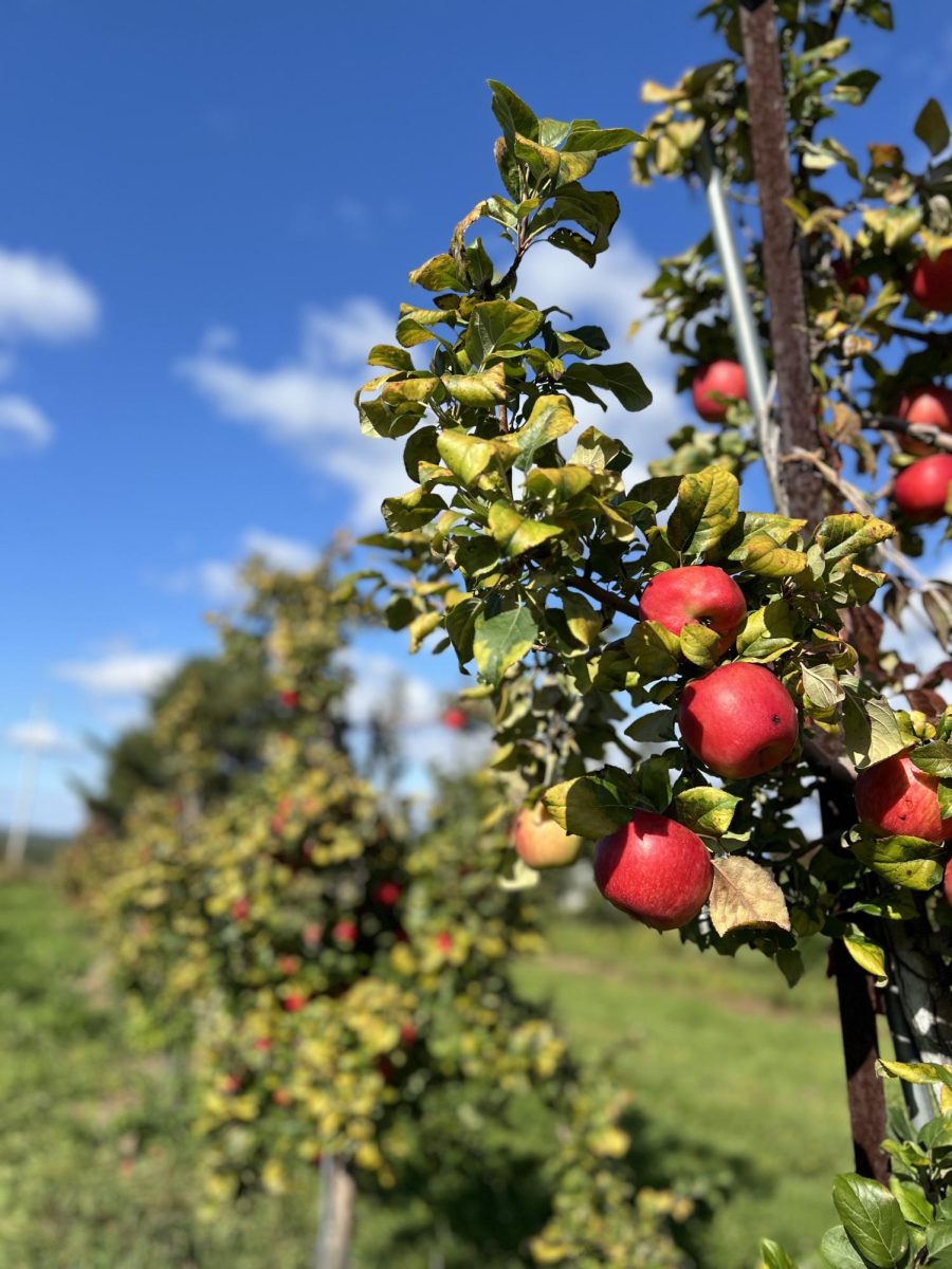 Honey crisp apple trees ripe for picking at Wallingford's Fruit House.