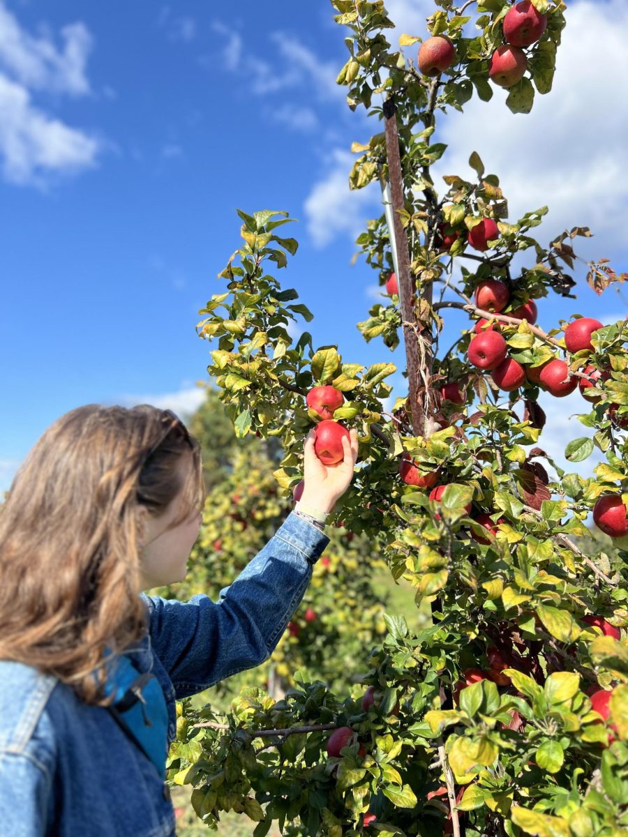 Cecilia Mcquaid, 2025, picks a honey crisp apple at Wallingford's Fruit House.