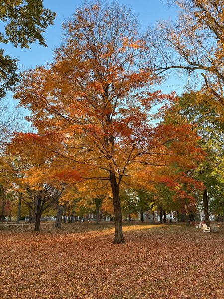 A red maple peaking in fall color on the Bates historic quad.