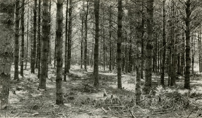 The Bates Forest in Alfred, Maine showing a thinned stand of white pine.