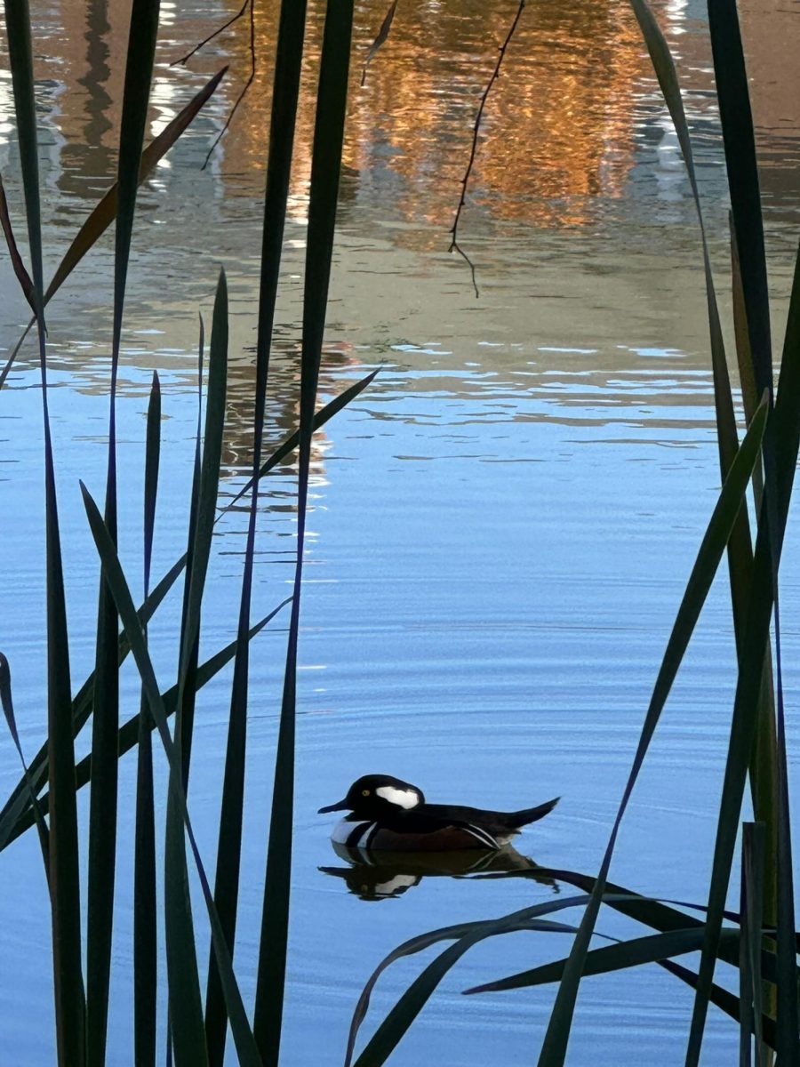 Hooded Merganser floating on Lake Andrews.