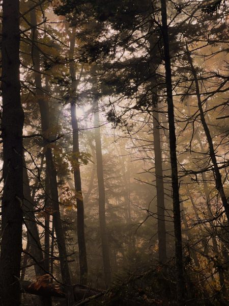 Sun casts rays through the mist, landing on a fallen tree.