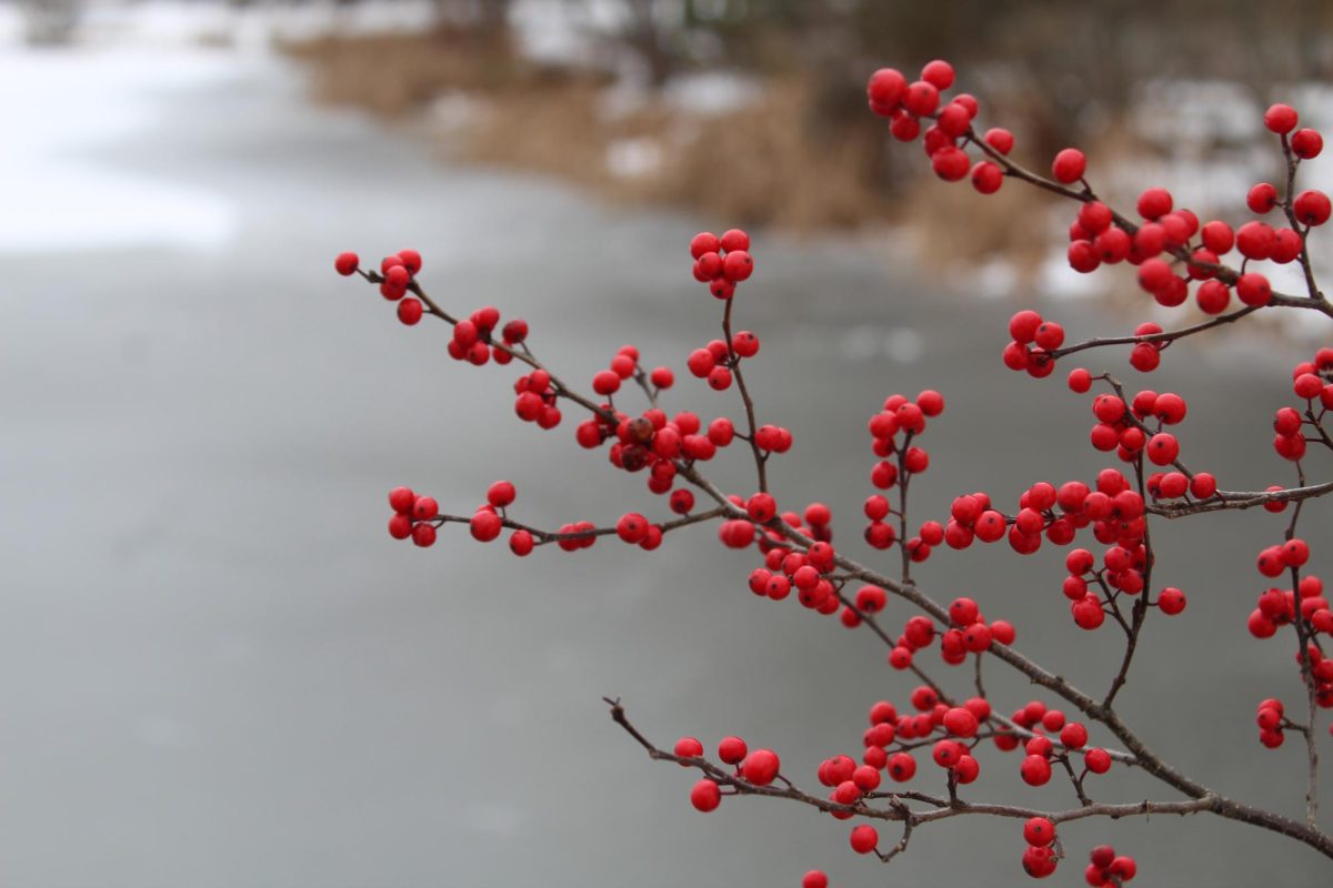A Bobkitten’s Guide to Walks, Hikes, and Joyful Jaunts Around Bates