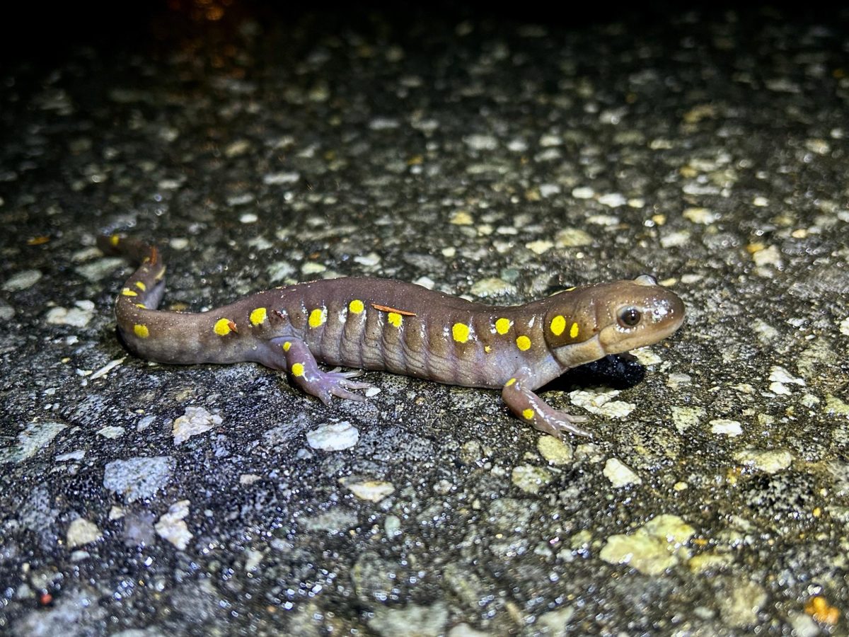 Spotted salamanders, like this one crossing Pond Road in Lewiston on April 15, 2024, are among Maine's largest amphibians and a species especially at risk of road deaths.